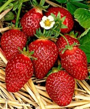 Erdbeere